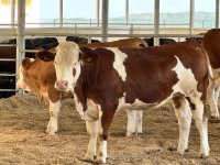 Products from livestock facility in Azerbaijan's Khojaly to reach international markets (PHOTO)