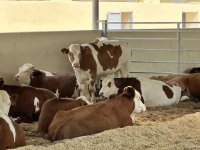 Products from livestock facility in Azerbaijan's Khojaly to reach international markets (PHOTO)