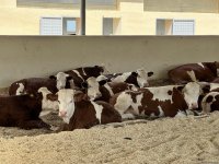 Products from livestock facility in Azerbaijan's Khojaly to reach international markets (PHOTO)
