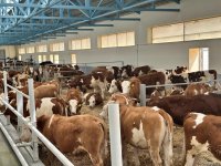 Products from livestock facility in Azerbaijan's Khojaly to reach international markets (PHOTO)