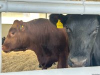 Products from livestock facility in Azerbaijan's Khojaly to reach international markets (PHOTO)