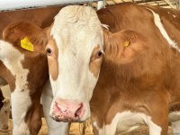 Products from livestock facility in Azerbaijan's Khojaly to reach international markets (PHOTO)