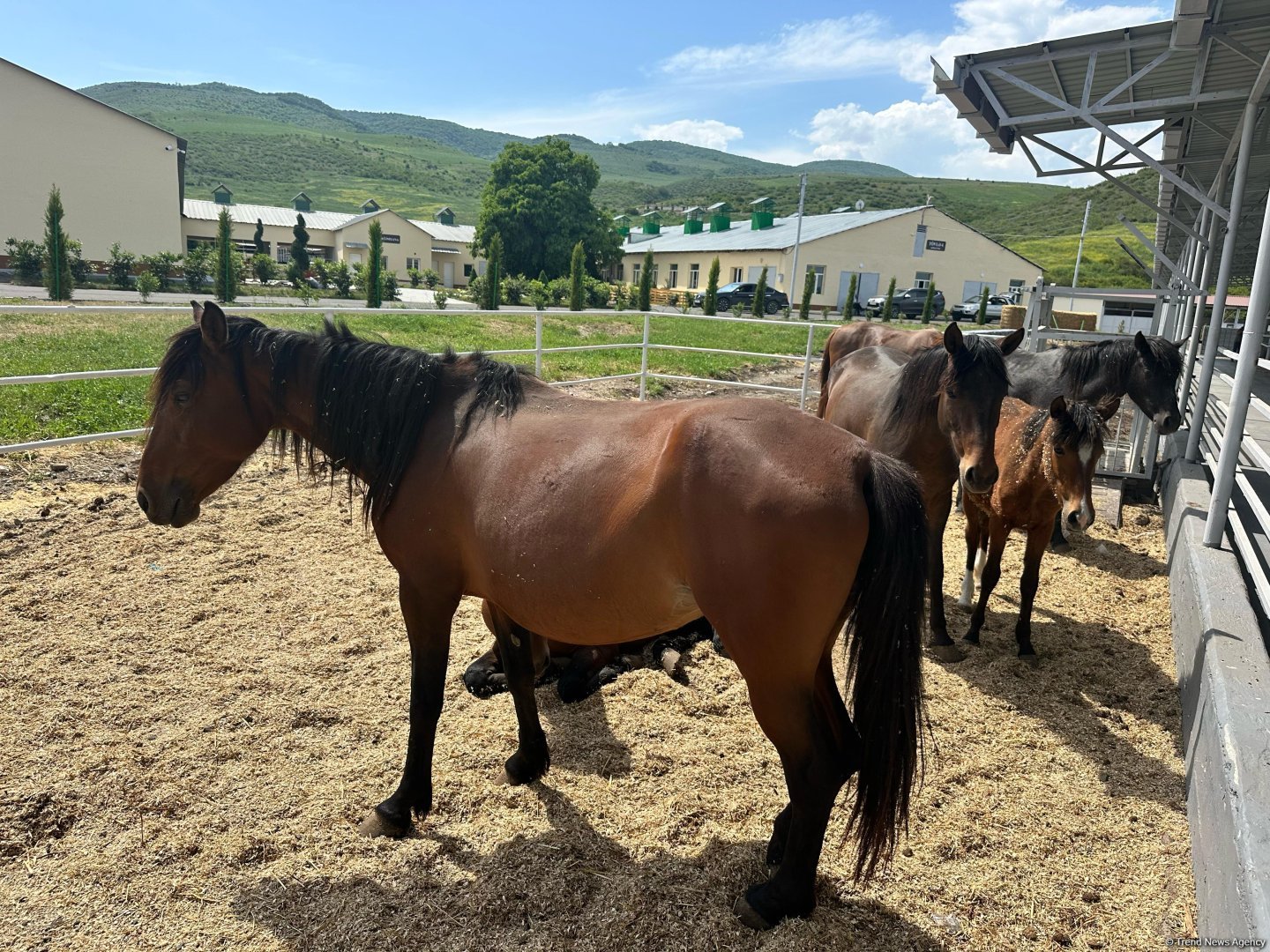 Products from livestock facility in Azerbaijan's Khojaly to reach international markets (PHOTO)
