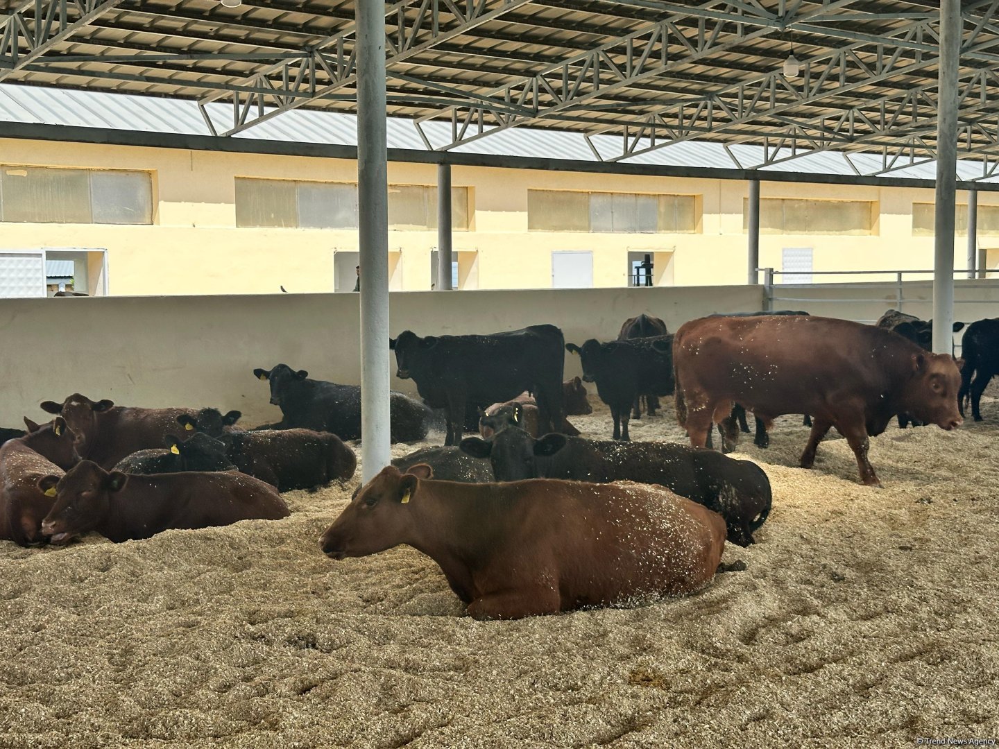 Products from livestock facility in Azerbaijan's Khojaly to reach international markets (PHOTO)