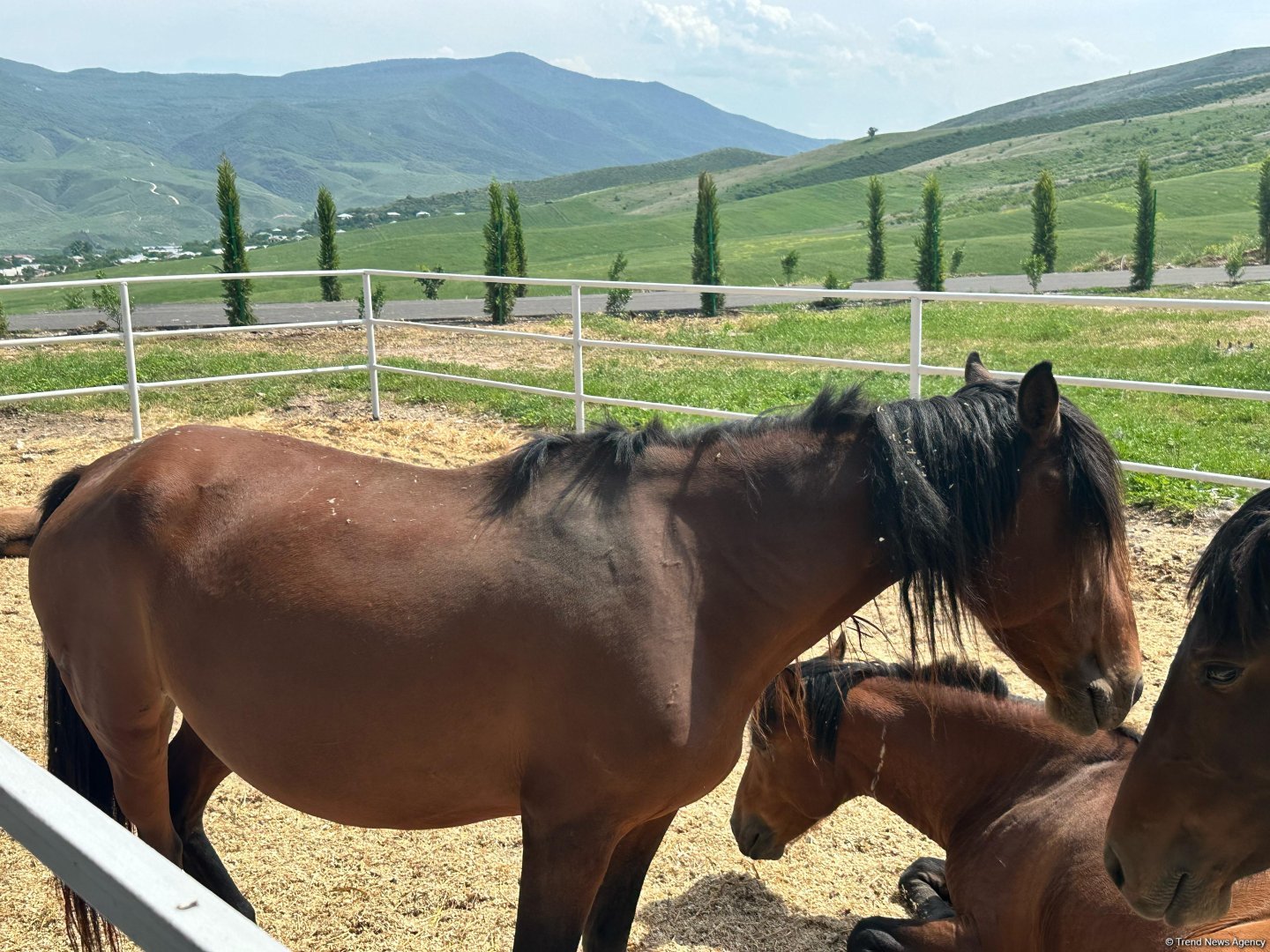 Products from livestock facility in Azerbaijan's Khojaly to reach international markets (PHOTO)