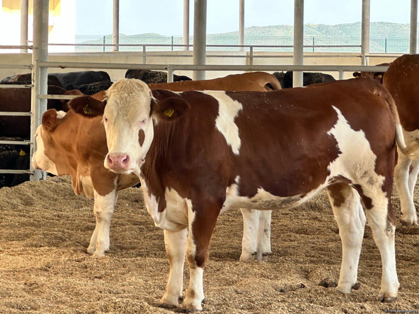 Products from livestock facility in Azerbaijan's Khojaly to reach international markets (PHOTO)