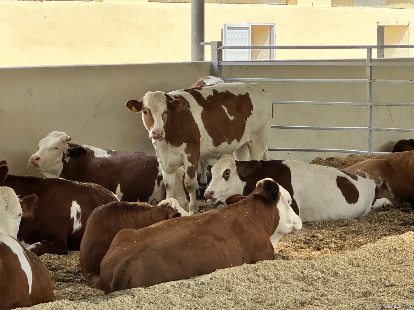 Products from livestock facility in Azerbaijan's Khojaly to reach international markets (PHOTO)