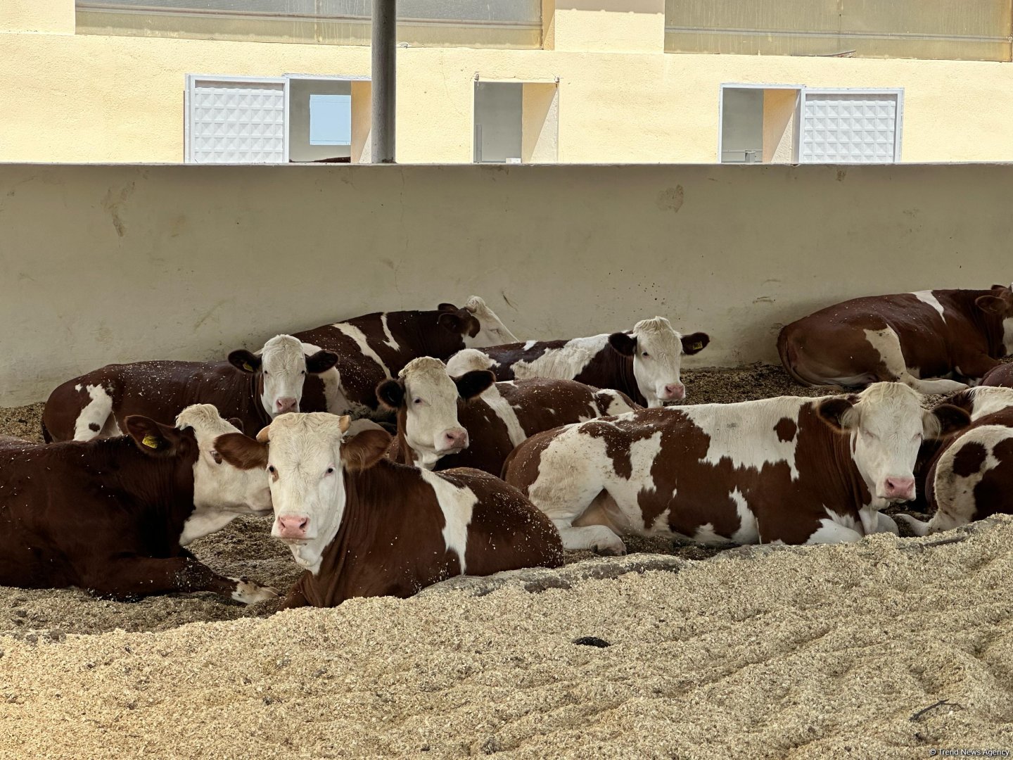 Products from livestock facility in Azerbaijan's Khojaly to reach international markets (PHOTO)