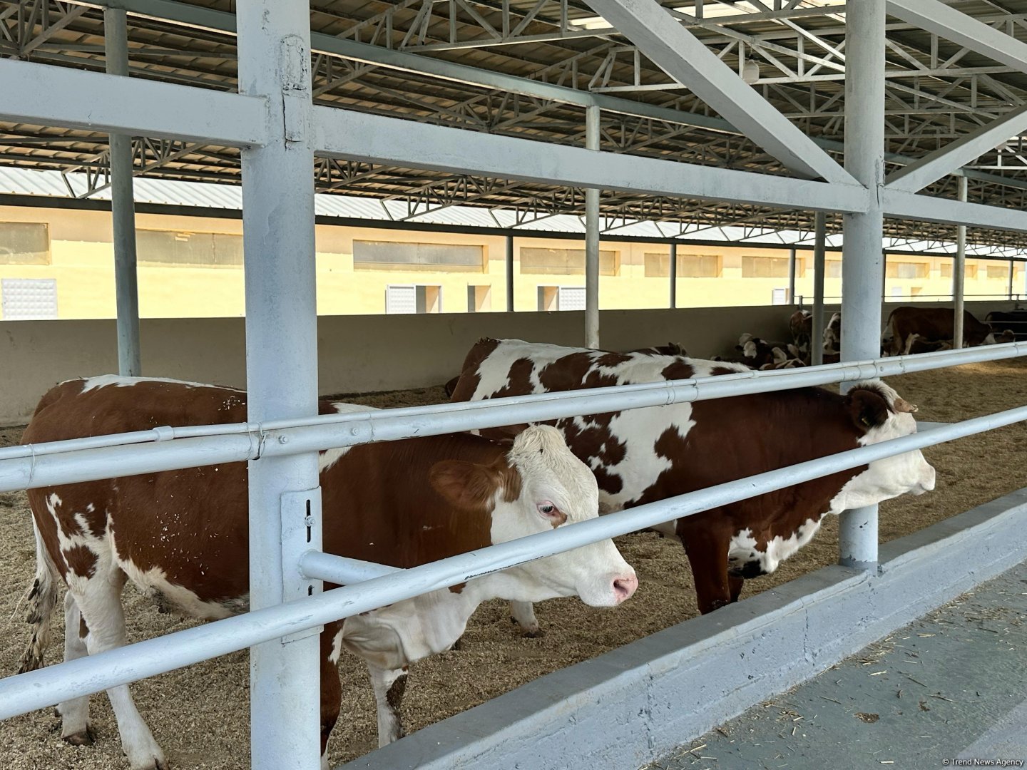 Products from livestock facility in Azerbaijan's Khojaly to reach international markets (PHOTO)