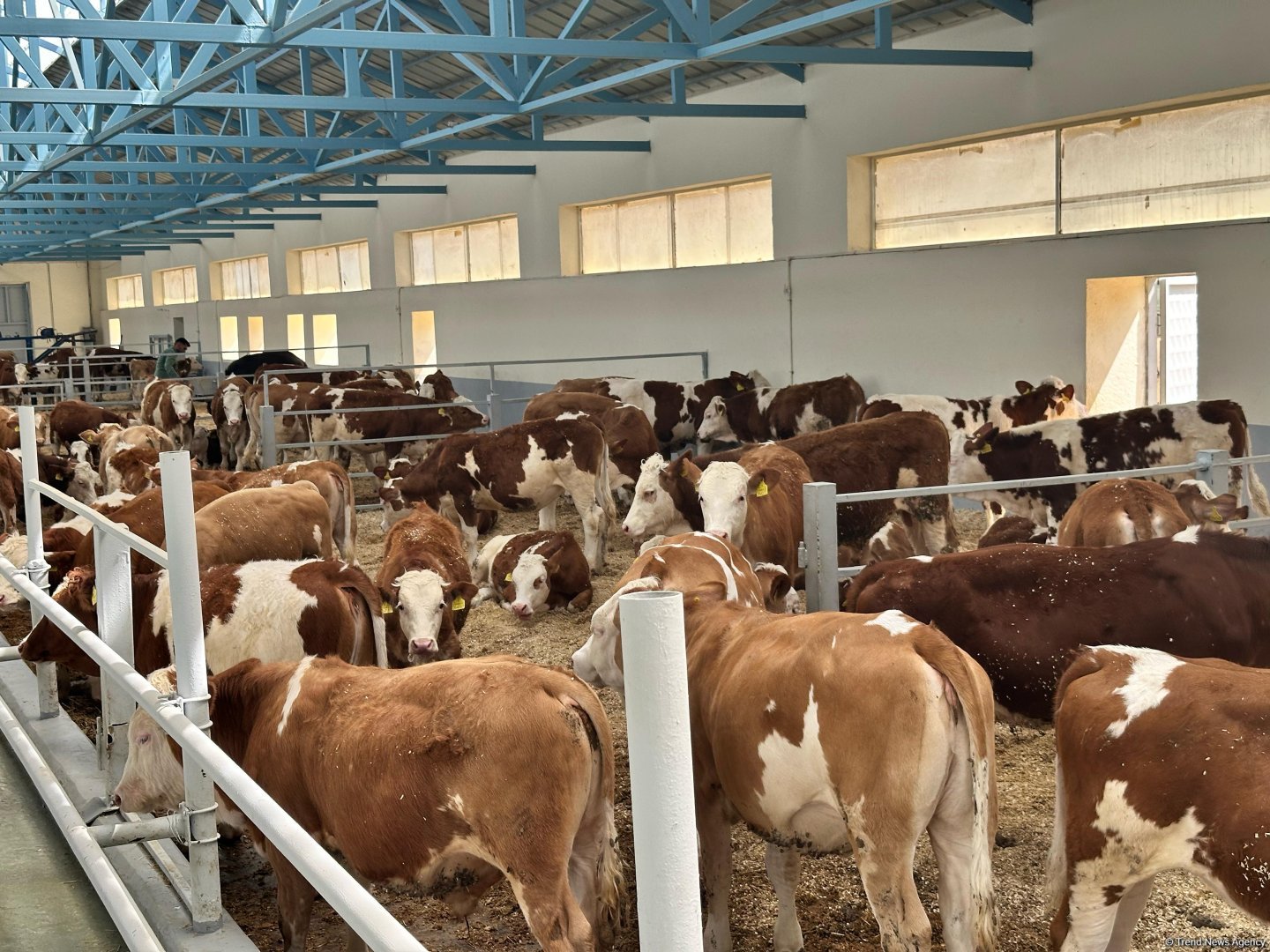 Products from livestock facility in Azerbaijan's Khojaly to reach international markets (PHOTO)