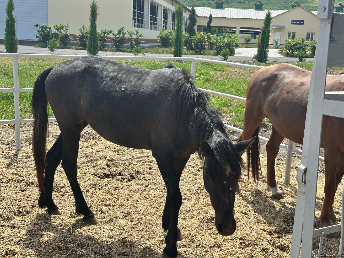 Products from livestock facility in Azerbaijan's Khojaly to reach international markets (PHOTO)