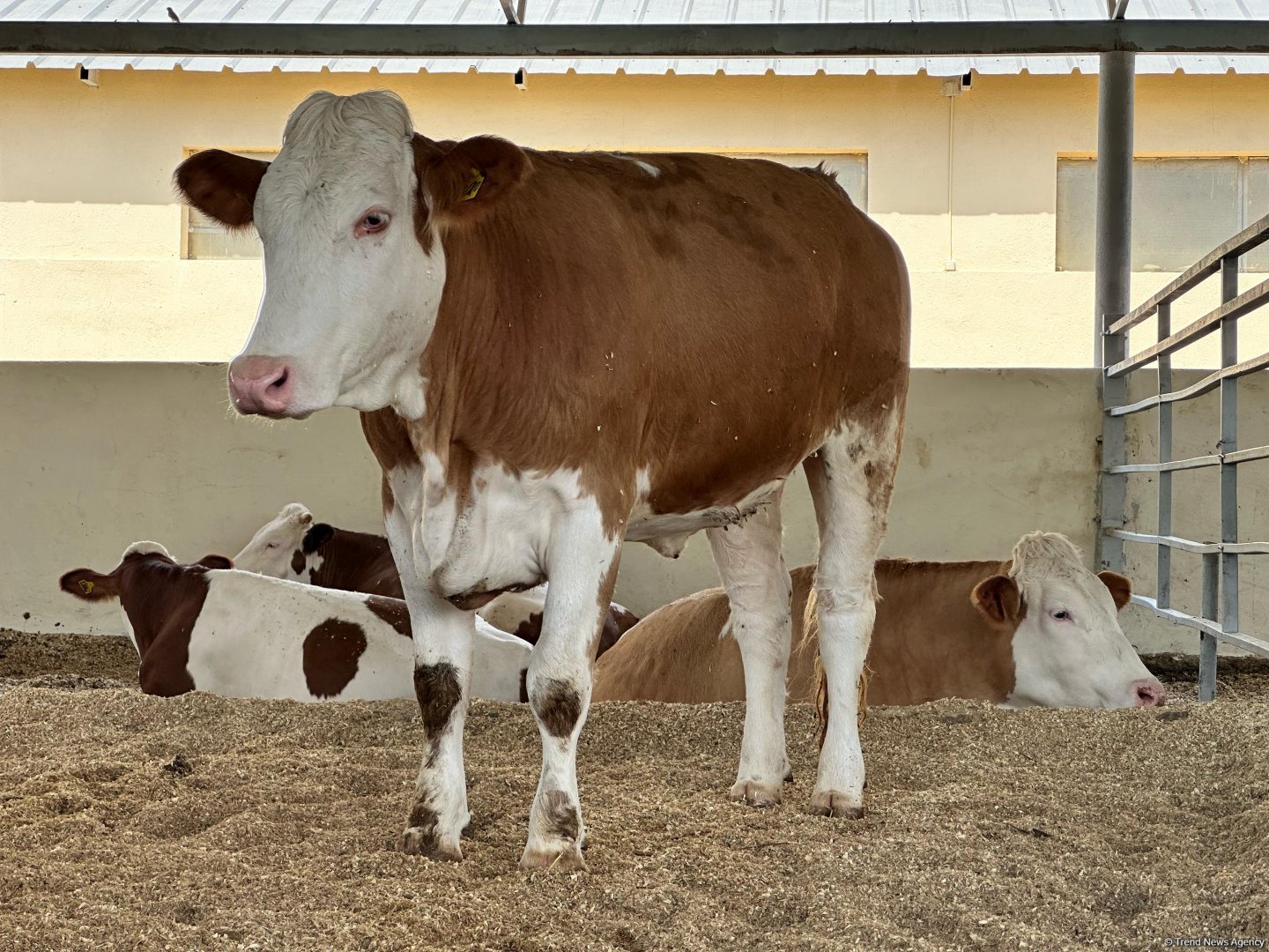 Products from livestock facility in Azerbaijan's Khojaly to reach international markets (PHOTO)