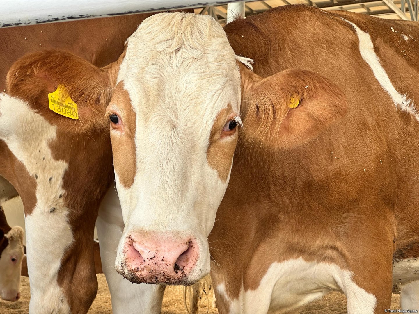 Products from livestock facility in Azerbaijan's Khojaly to reach international markets (PHOTO)