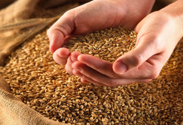 Azerbaijan's wheat import expenditures soar in 4M2025