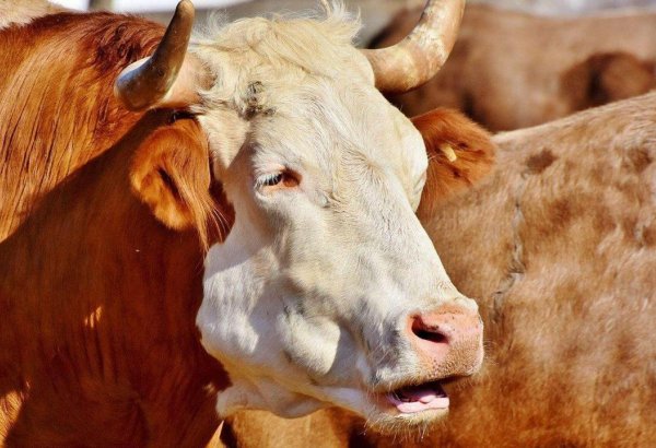 Kyrgyzstan expands reach of its livestock exports
