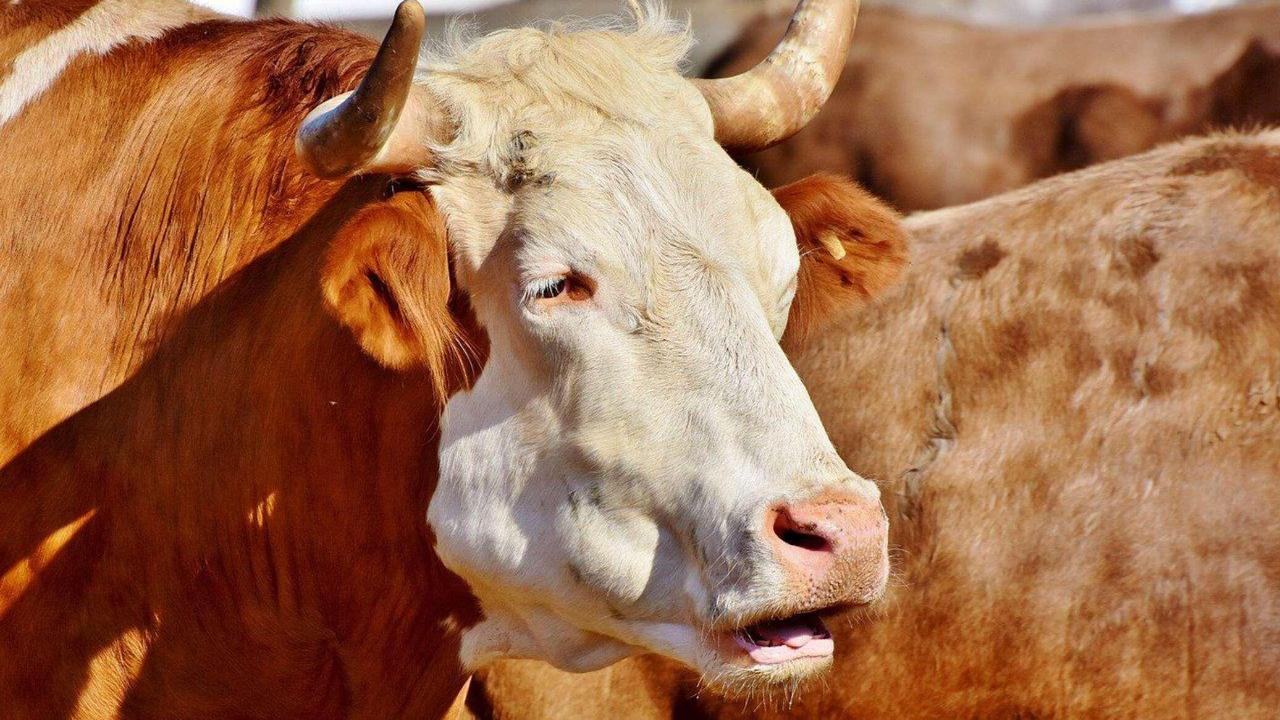 Kyrgyzstan expands reach of its livestock exports
