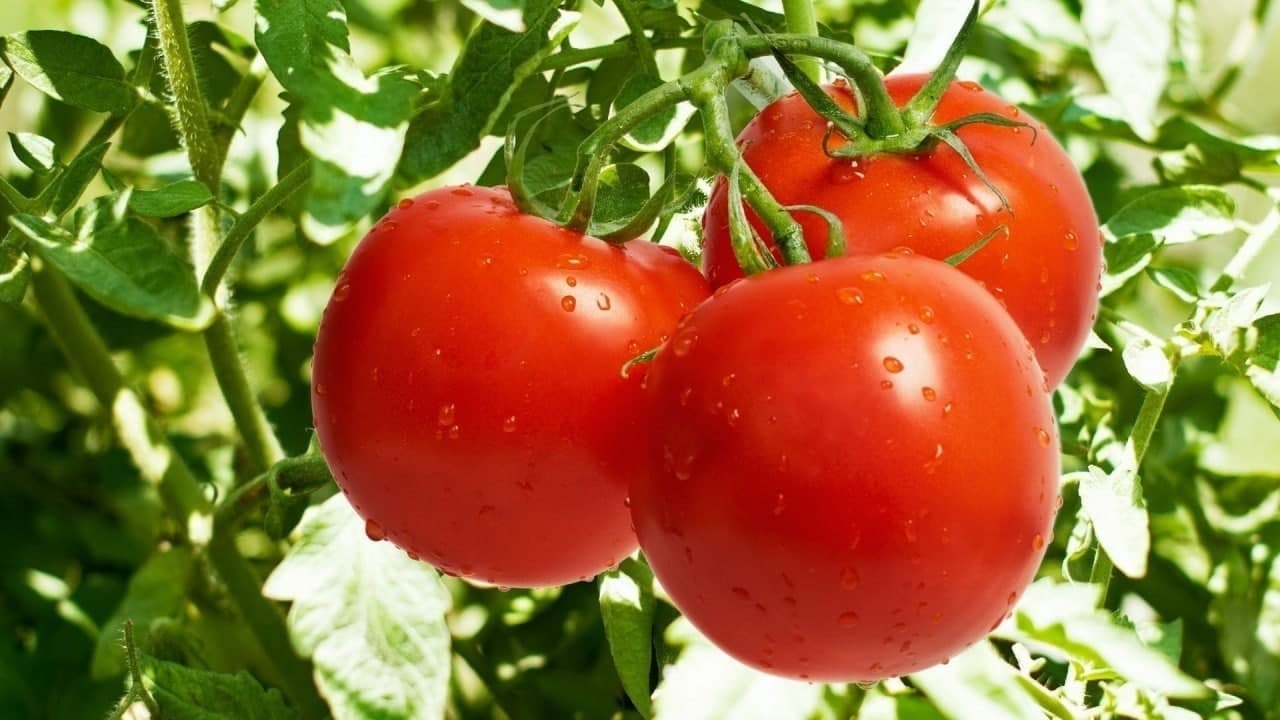 Uzbekistan reports significant drop in tomato exports in 1Q2025