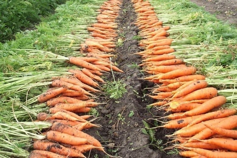 Uzbekistan faces tough row to hoe with sharp drop in carrot exports at start of 2025
