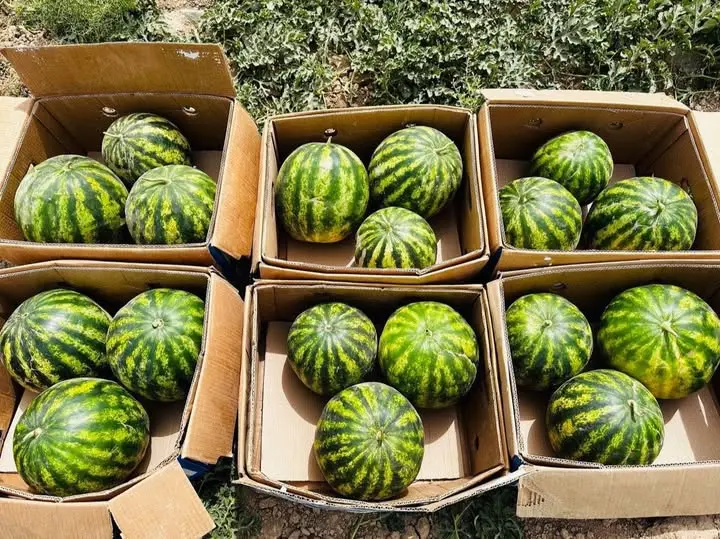 Uzbekistan’s watermelon exports from Kashkadarya hit new highs