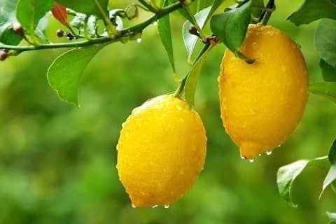Uzbekistan’s top lemon export destinations revealed for early 2025