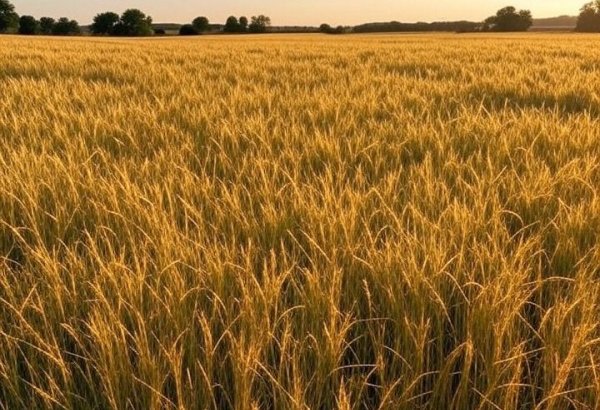 Kazakhstan’s grain export volumes to Italy show small decrease in 2025