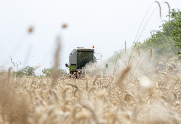Azerbaijan unveils winter grain planting coverage across regions