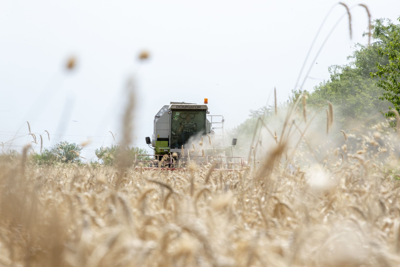 Azerbaijan unveils winter grain planting coverage across regions