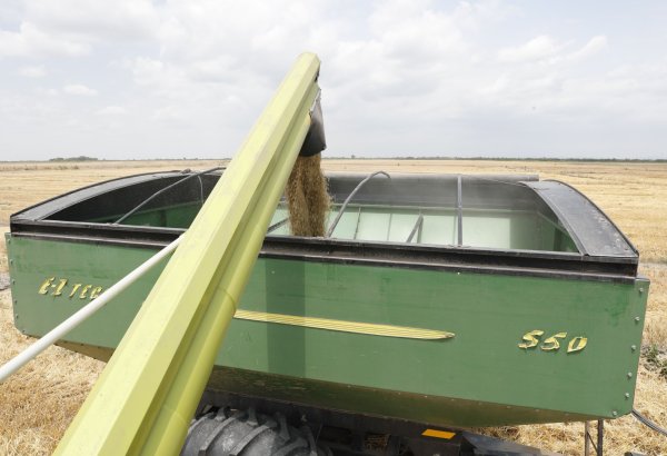 Azerbaijan tracks progress of grain harvest in local sown areas