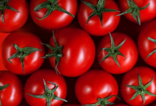 Uzbekistan’s tomato exports drop sharply in early 2025