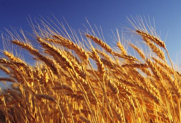 Kazakhstan announces strong grain reserves, ensures market stability for 2025