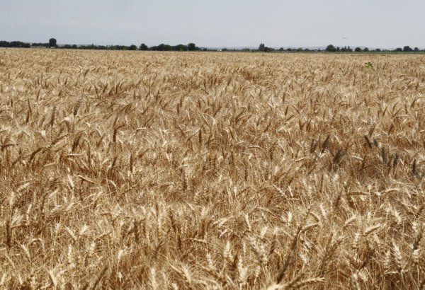 Harvest progresses rapidly in autumn croplands across Azerbaijan