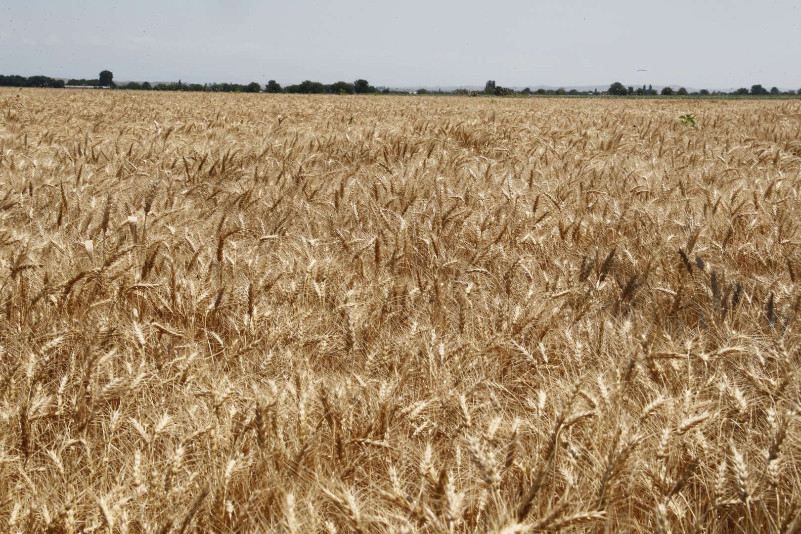 Harvest progresses rapidly in autumn croplands across Azerbaijan