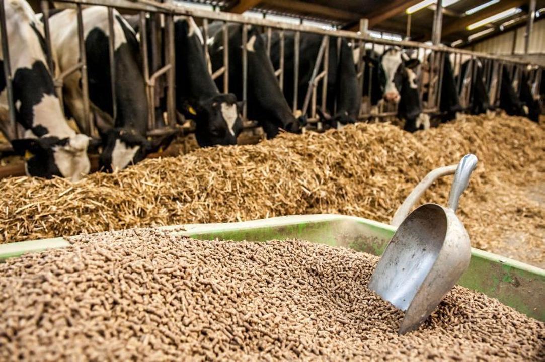 Kazakhstan’s Zhambyl region to launch new feed meal plant by 2026