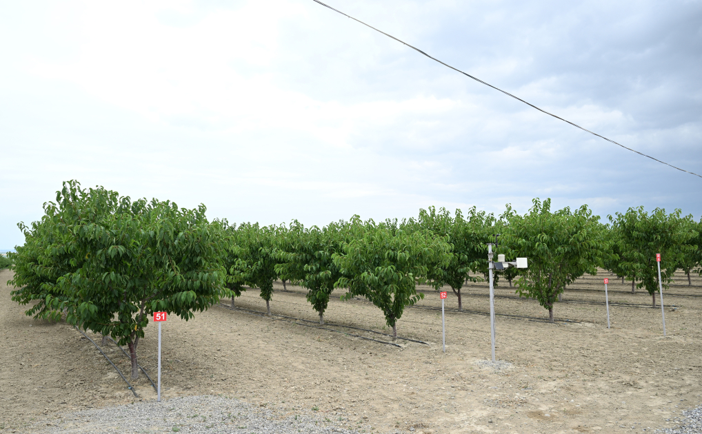 President Ilham Aliyev attends opening of Yevlakh pilot agricultural park (PHOTO)
