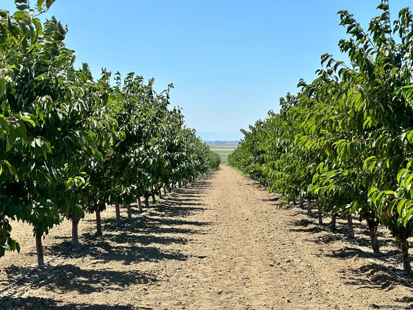 Azerbaijan's Yevlakh Pilot Agropark attracts flow of investments in latest figures (PHOTO)
