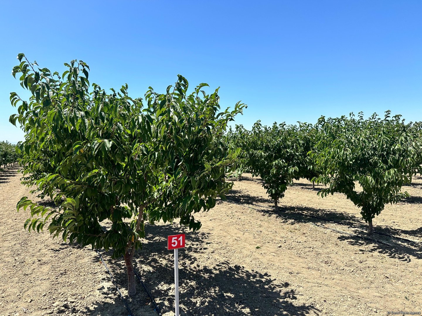Azerbaijan's Yevlakh Pilot Agropark attracts flow of investments in latest figures (PHOTO)
