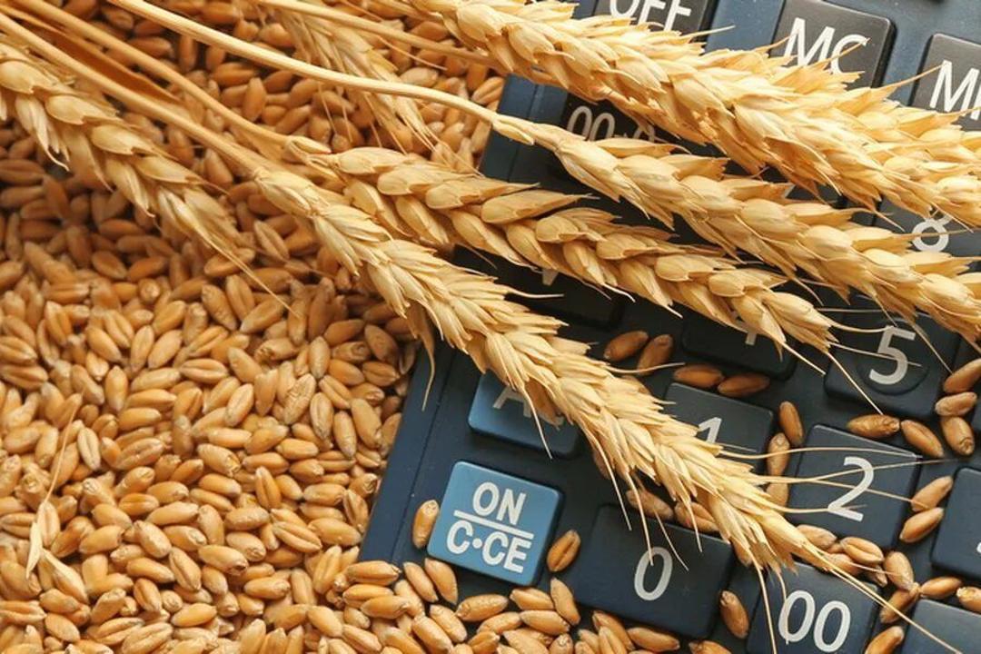 Kazakhstan unveils new funding to back farmers via forward grain purchases