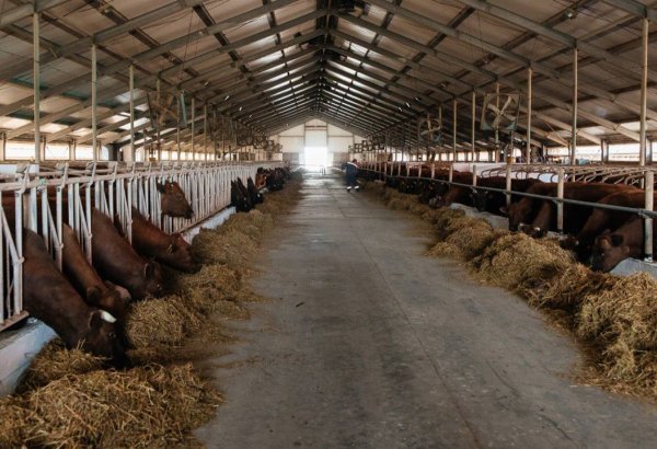 Kazakhstan lays its cards on table regarding its meat export ambitions