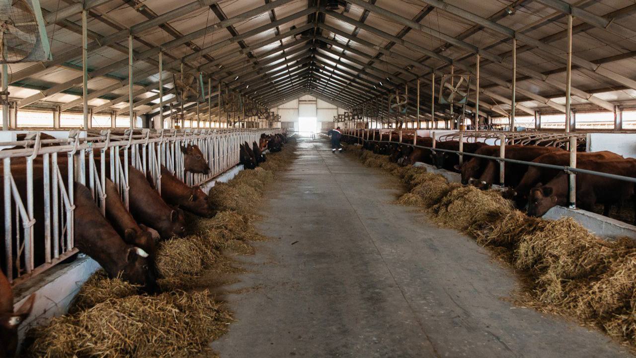Kazakhstan lays its cards on table regarding its meat export ambitions